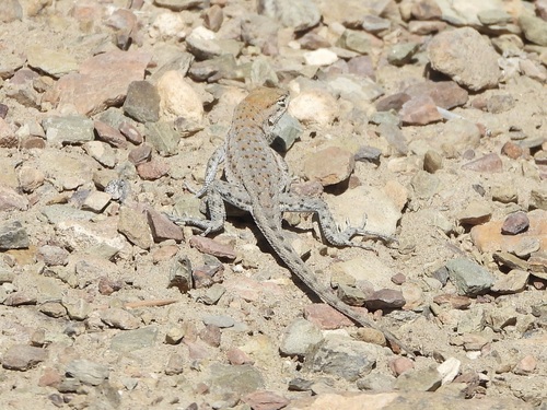 iNaturalist observation photo of Common Side-blotched Lizard