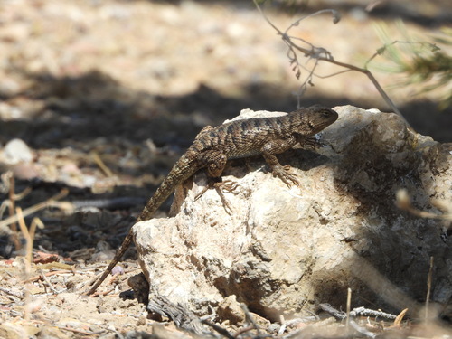 iNaturalist observation photo of Western Fence Lizard