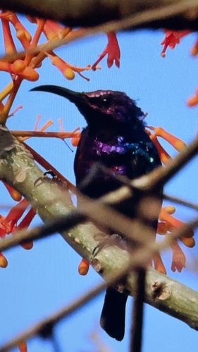 Splendid Sunbird