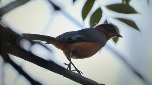 Snowy-crowned Robin-Chat