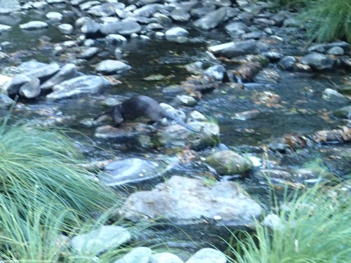 iNaturalist observation photo of North American River Otter
