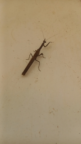 African Twig Mantis