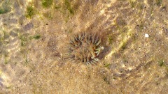 Bunodosoma cangicum image
