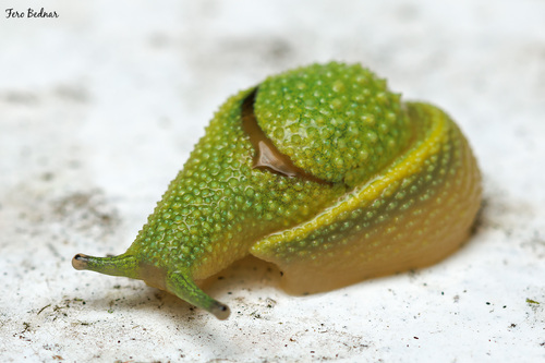 Ibycus rachelae