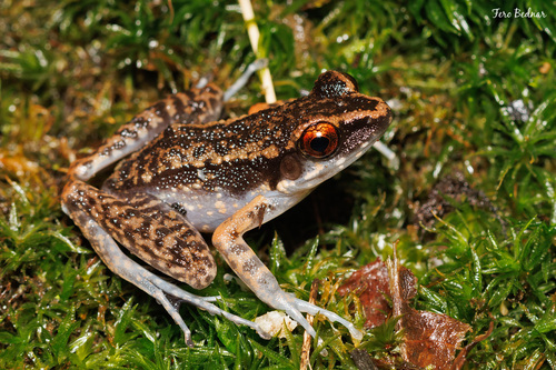 Hylarana signata