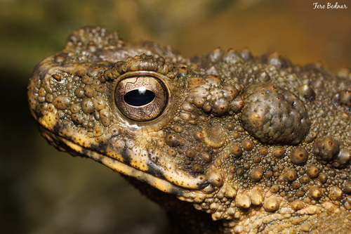 Phrynoidis asper