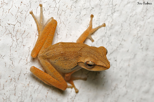 Polypedates leucomystax