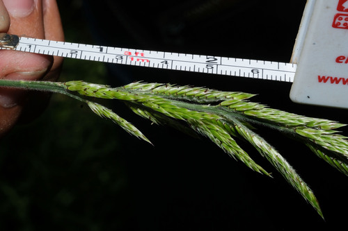Eriochloa pacifica