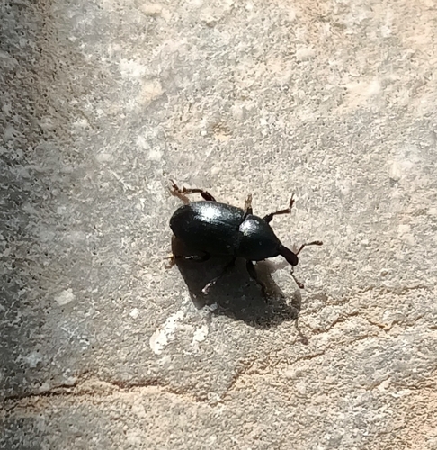 Timid Mallow Weevil