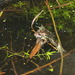 Italian Pool Frog - Photo (c) Karim Chouchane, all rights reserved, uploaded by Karim Chouchane