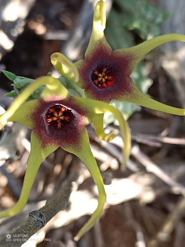 Orbea lugardii