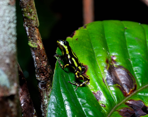 Ranitomeya cyanovittata
