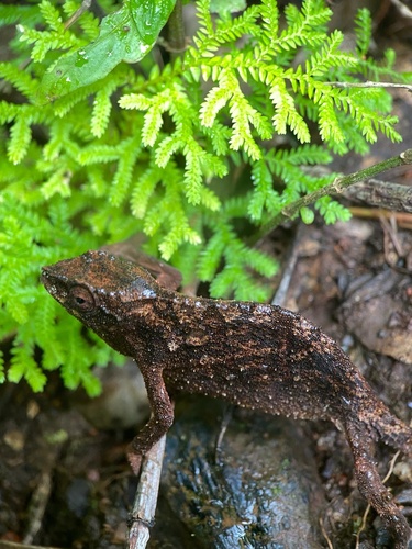 Mulanje Flat-headed Pygmy Chameleon