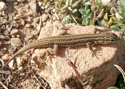 Western Snake-eyed Lizard