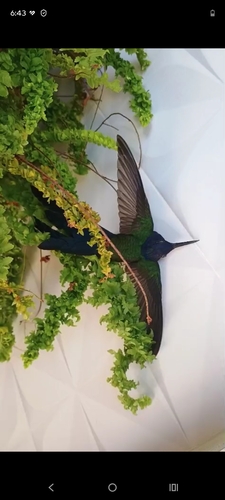 Swallow-tailed Hummingbird