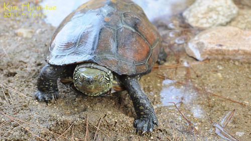 Chinese Pond Turtle (Mauremys reevesii) · iNaturalist.org