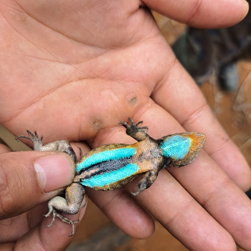 Graphic Spiny Lizard