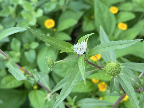 False Daisy