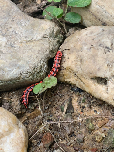 Antheromorpha uncinata