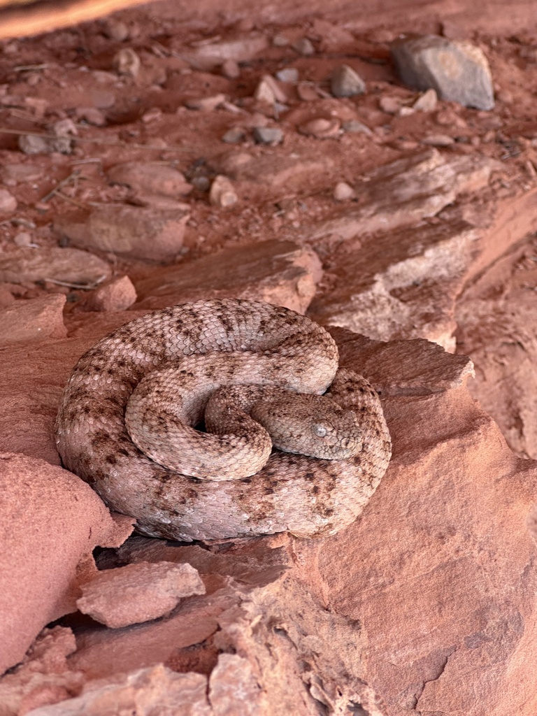 Nevada Rattlesnakes Southwestern Speckled Rattlesnake from Valley of Fire State Park ...