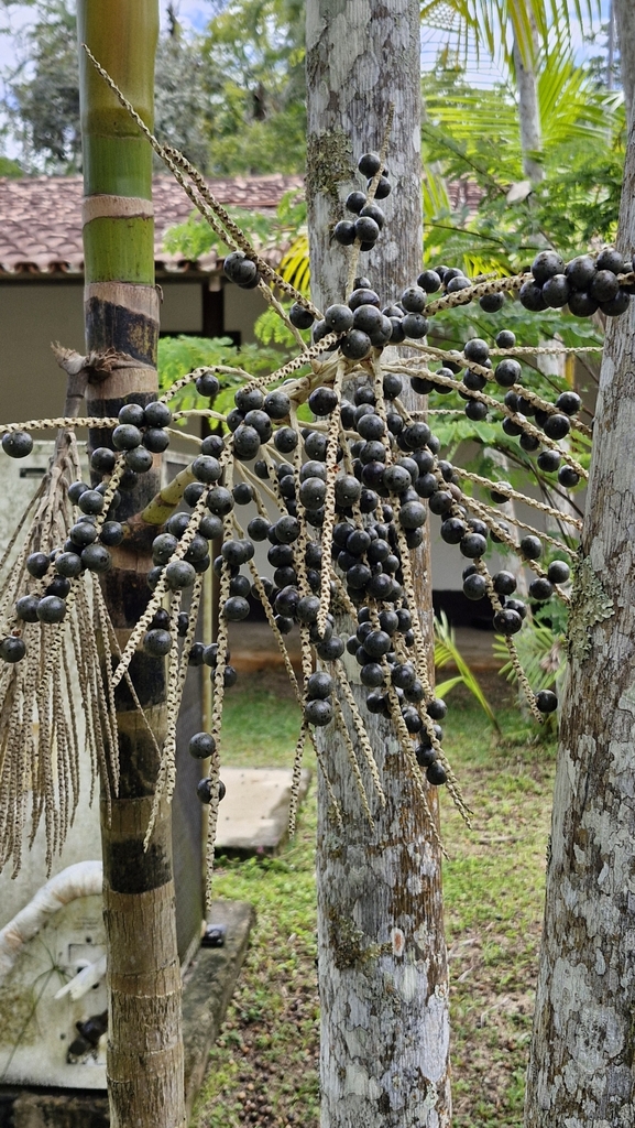 Aa Palm (Euterpe oleracea)  iNaturalist