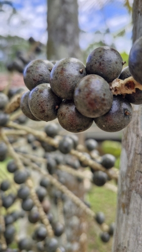 Euterpe oleracea Mart.