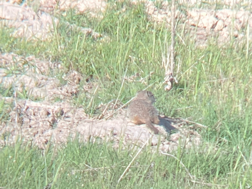 Southern Idaho Ground Squirrel observed by sciencewithsam