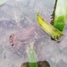 Observation photo