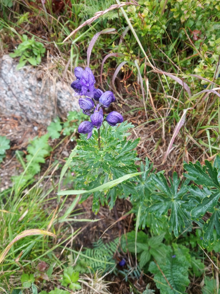 Monkshood