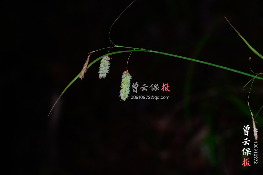 Carex pruinosa (Carex pruinosa)