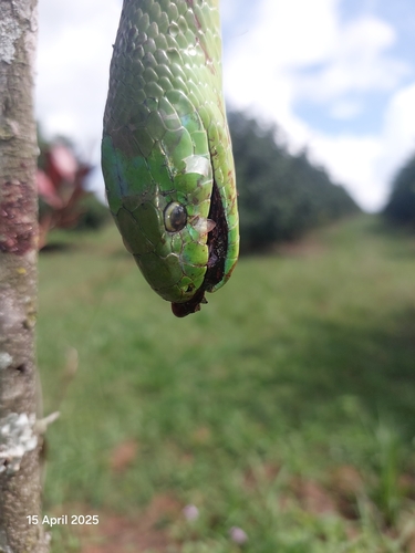 Eastern Green Mamba