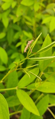 Riptortus pedestris