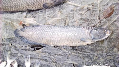 African Arowana