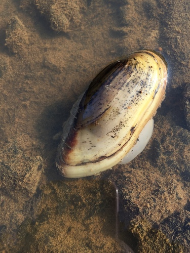 Yellow Sandshell