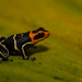 Red-headed Poison Frog - Photo (c) Dennis Nilsson, all rights reserved, uploaded by Dennis Nilsson