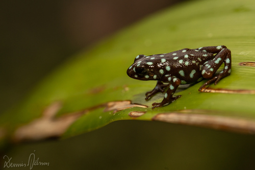 Excidobates mysteriosus
