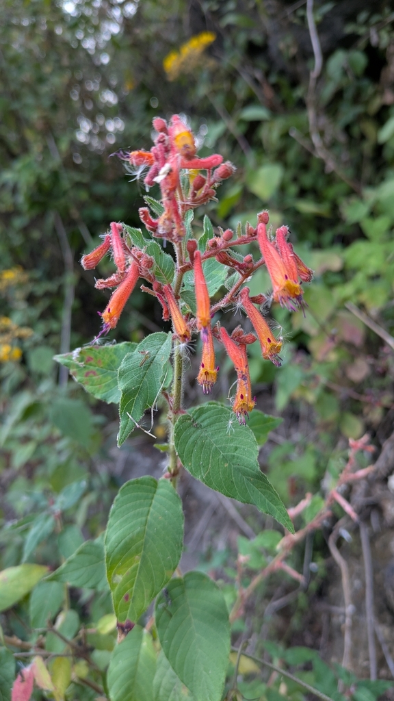 Cigar Plants and Allies from 71010 Oax., México on April 14, 2025 at 04 ...