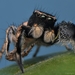 Hirsute Paradise Spider - Photo (c) agent13, all rights reserved