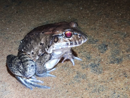 Pepper Frog