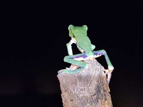 Brazilian Common Walking Leaf Frog