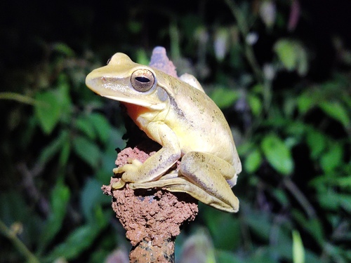 Yellow-spotted Tree Frog