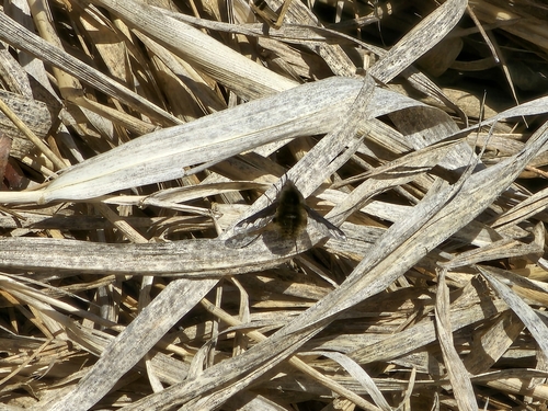 Unknown species found near Frenchtown, MT, USA