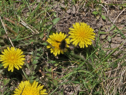 Unknown species found near Frenchtown, MT, USA