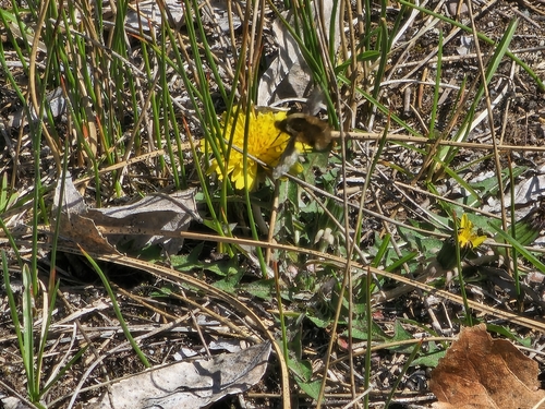 Unknown species found near Frenchtown, MT, USA