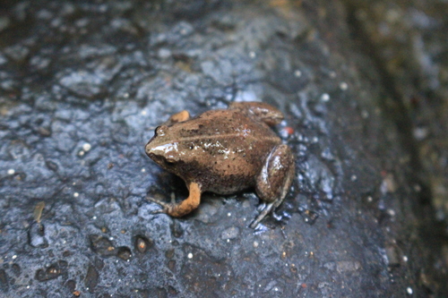 Two-spaded Narrow-mouthed Toad