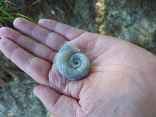 kotúľka veľká (Planorbarius corneus)