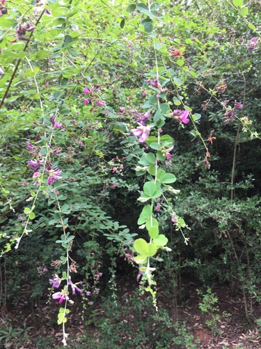 shrub lespedeza