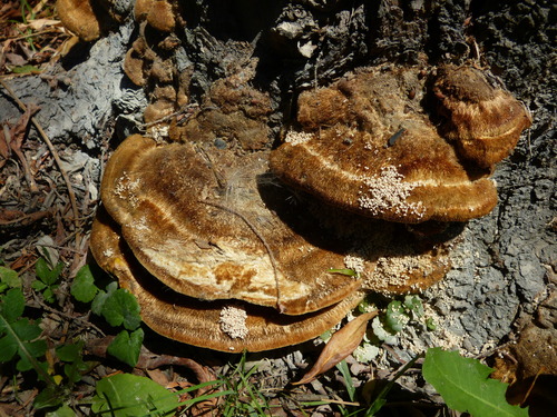kožovkovité (Hymenochaetaceae)