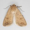 Civil Rustic Moth - Photo (c) naturecandids, all rights reserved, uploaded by naturecandids