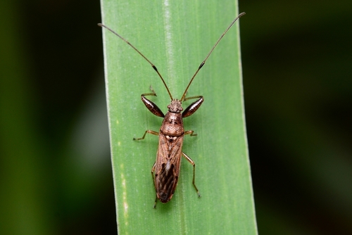 Pachygrontha antennata (Uhler, 1860)